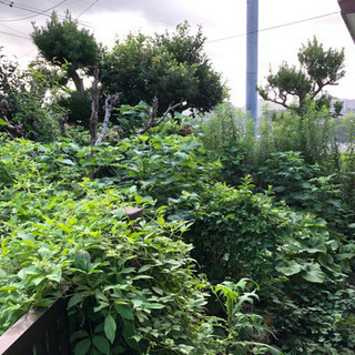 草刈り、庭の剪定、その他の雑作業