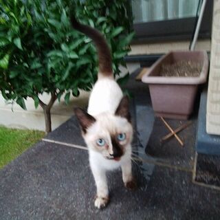 シャム系の子猫（♀）生後4か月くらい。里親募集。