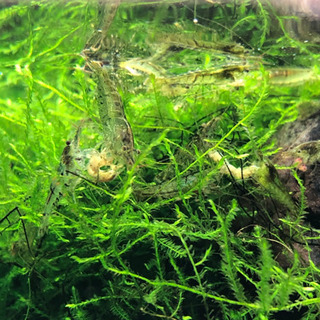 ミナミヌマエビ(50匹+α)の画像