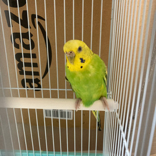 セキセイインコ2羽