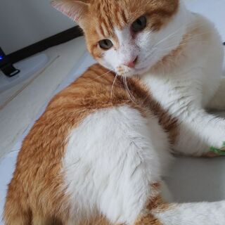 急募  茶白トラ♂猫 終生飼育してくださる方！！
