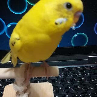 セキセイインコ愛好会
