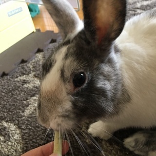 4歳になるミックスうさぎです