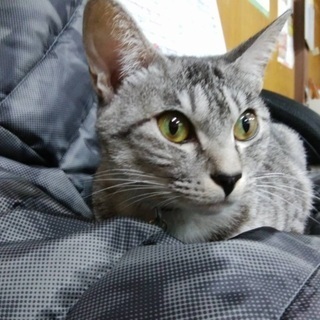 2歳半位のメス猫ちゃん