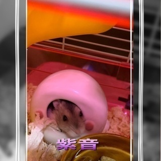 ハムちゃんを可愛がってくれる方探してます。