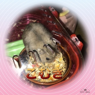 里親募集