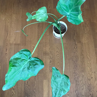 観葉植物(クワズイモ)