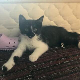 白黒の子猫