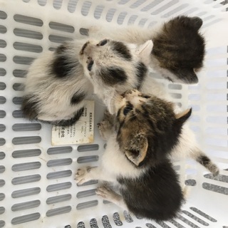 仔猫を可愛がってくれる方を探しています(2匹は決まりました)