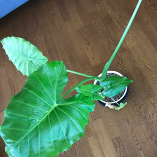 観葉植物③(クワズイモ)