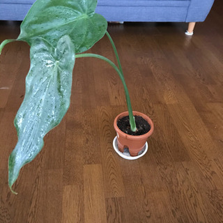 観葉植物④(クワズイモ)