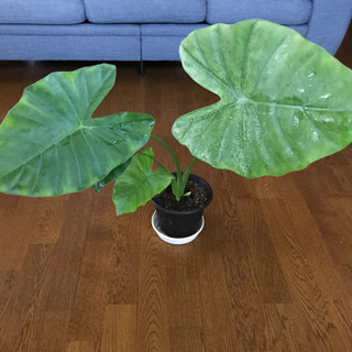 観葉植物⑤(クワズイモ)