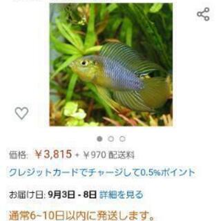 ☆取り引き完了☆アピストグラマーボレリーオパール♂のみの画像