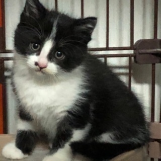 今年の初めに保護したウチのネズコとイノちゃんをよろしくお願い致します。