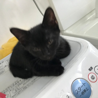 2ヶ月になる子猫を飼っていただける方