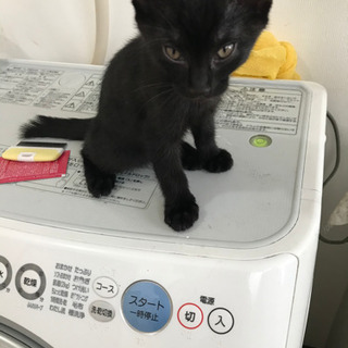 2ヶ月になる子猫を飼っていただける方 - 千葉市