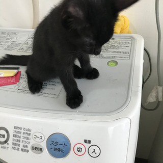 2ヶ月になる子猫を飼っていただける方 - 猫