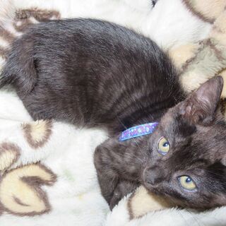 【募集終了】幸せを引っかけるボブテイルかぎしっぽの生後2ヶ月の子猫ちゃんたち - 猫