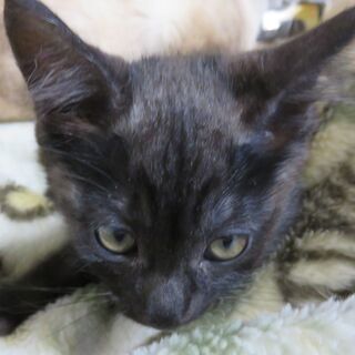 【募集終了】幸せを引っかけるボブテイルかぎしっぽの生後2ヶ月の子猫ちゃんたち − 北海道
