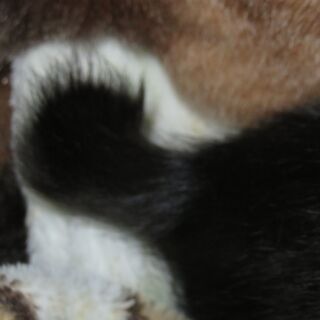 【募集終了】幸せを引っかけるボブテイルかぎしっぽの生後2ヶ月の子猫ちゃんたち - 里親募集