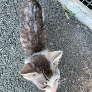 【急募】子猫　里親さん募集中です