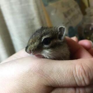 シマリス