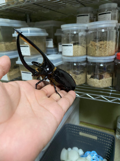 【訳あり】ネプチューンオオカブトペア