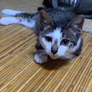 里親様見つかりました。白サバの女の子♪ごまちゃん☆