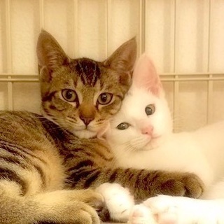 撫でるとゴロゴロ子猫兄妹