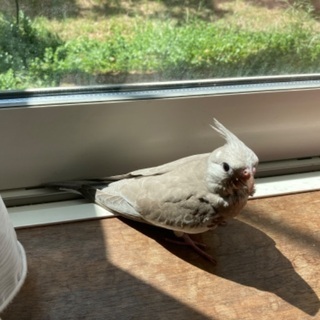 迷子　オカメインコ