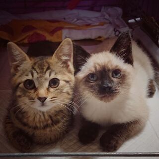 生後2ヶ月弱の子猫達～ 兄妹一緒に迎えて頂ける方に