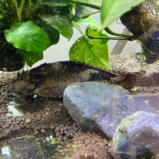 プレコ　熱帯魚　