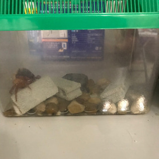 サワガニの画像