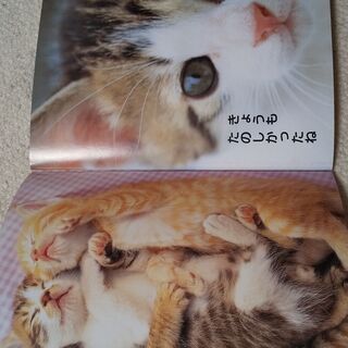 かわいいこねこ　絵本の画像