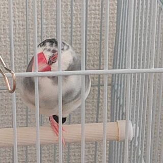 桜文鳥を探しています