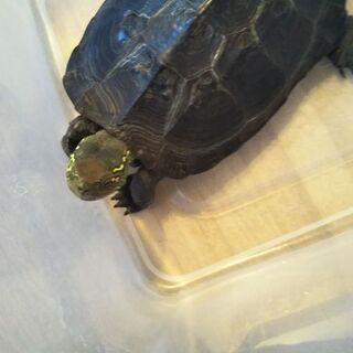クサガメの女の子6歳の里親さんを募集します