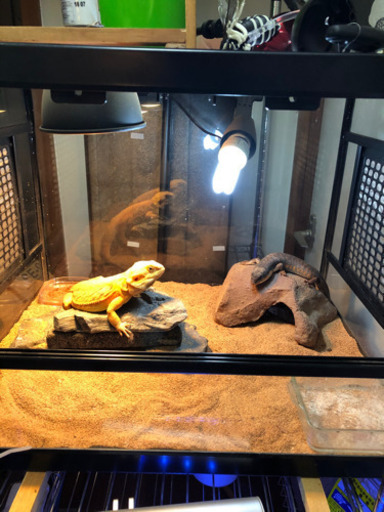 60ケージ爬虫類飼育フルセット