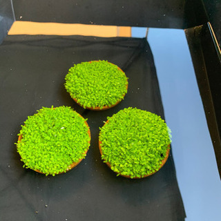 ベビーハイグロ　水草の画像