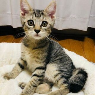 尻尾がピカチュウ!!ぬいぐるみ系のカギ君の画像