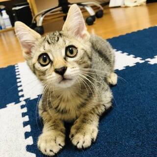 尻尾がピカチュウ!!ぬいぐるみ系のカギ君 - 猫