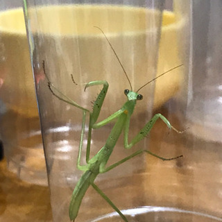オオカマキリ 札幌市西区