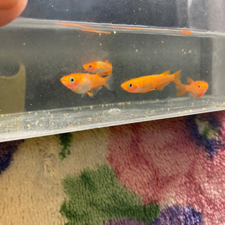 来光の成魚♂1♀2＋おまけで光体系1