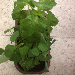 香味野菜の寄せ植え　紫蘇、バジル、モロヘイヤ、鷹の爪、小ネギ