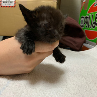 黒猫とこげ茶の猫 - 岩倉市