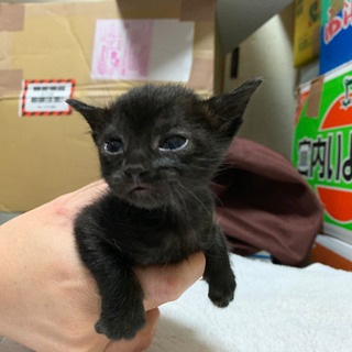 黒猫とこげ茶の猫