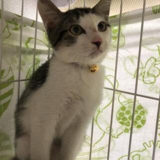 去勢手術済キジ白♂4ヶ月里親様決定😺