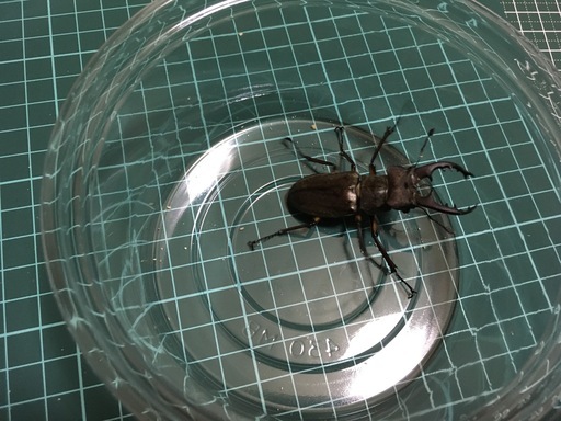 ミヤマクワガタ⑤