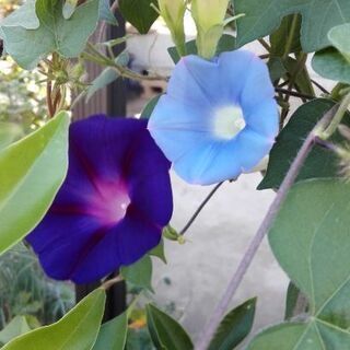 花径　画像は3.2㎝【ムベの庭先】小さな小さな朝顔の種※画像4　...