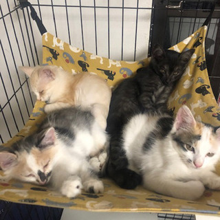 生後約2カ月の子猫4兄妹里親様募集です。