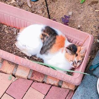 虐待にあったと思われる猫がいます